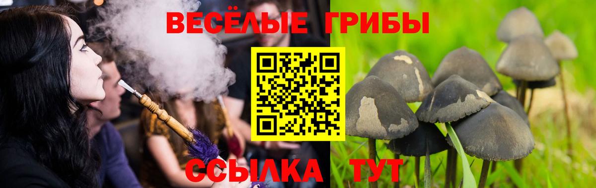 Галлюциногенные грибы прущие грибы  хочу   Находка  Вход с VPN 